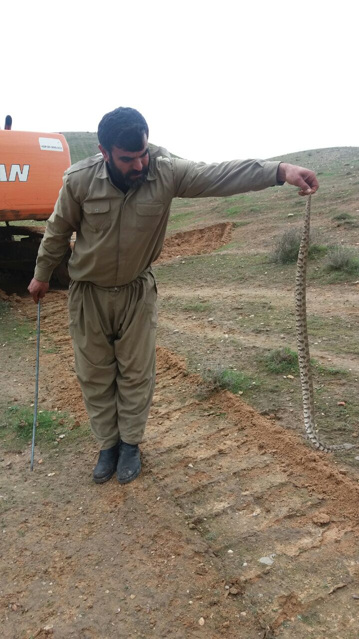 شهید فرزاد زنگنه