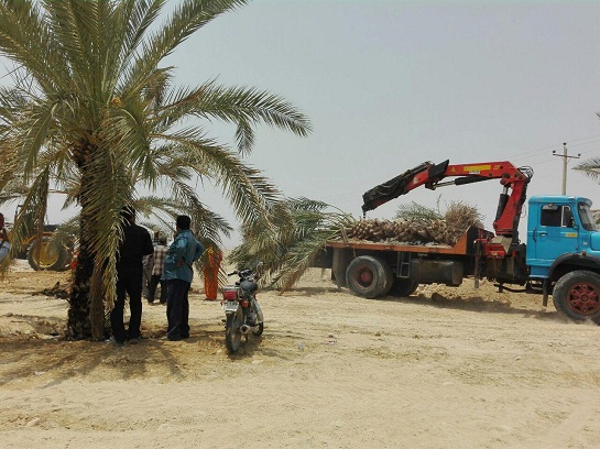 ایجاد نخلستان برای تدفین شهدای گمنام وراوی+ 3